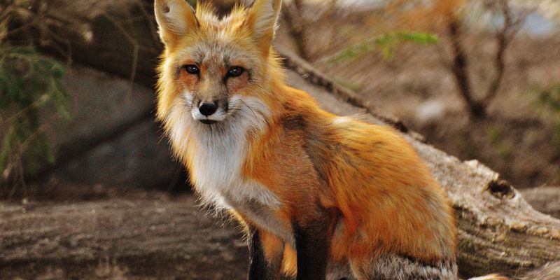 red fox spiritual meaning