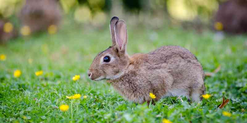 spiritual meaning of seeing a brown rabbit