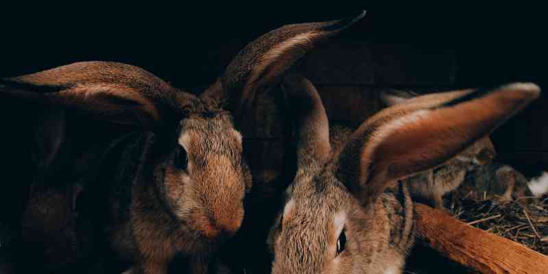 What Does It Mean to See a Brown Rabbit at Night?