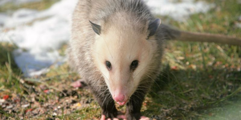 Possum Spiritual Meaning: 11 Messages for You: