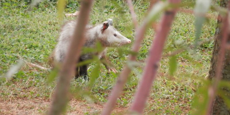 What does it mean when a Possum Crosses your Path?