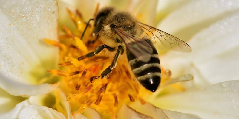 Mason Honey Bee