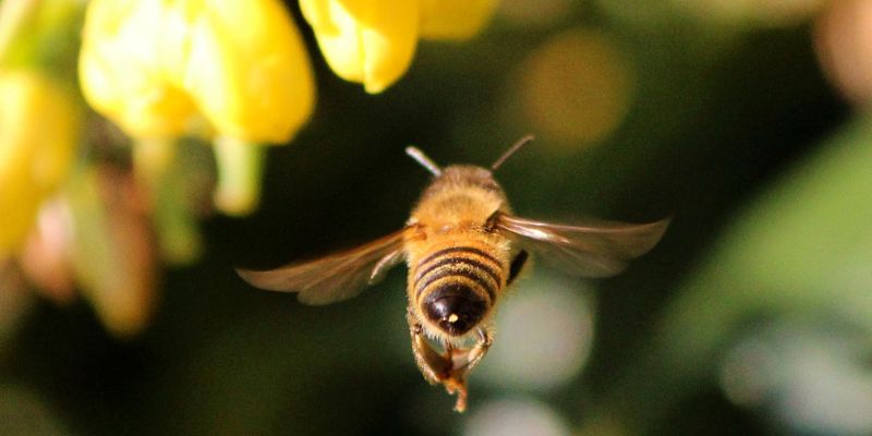 Spiritual Meaning of Bees Landing on You