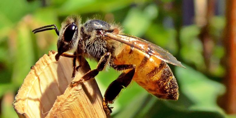 Spiritual Meaning of Bees Flying Around You