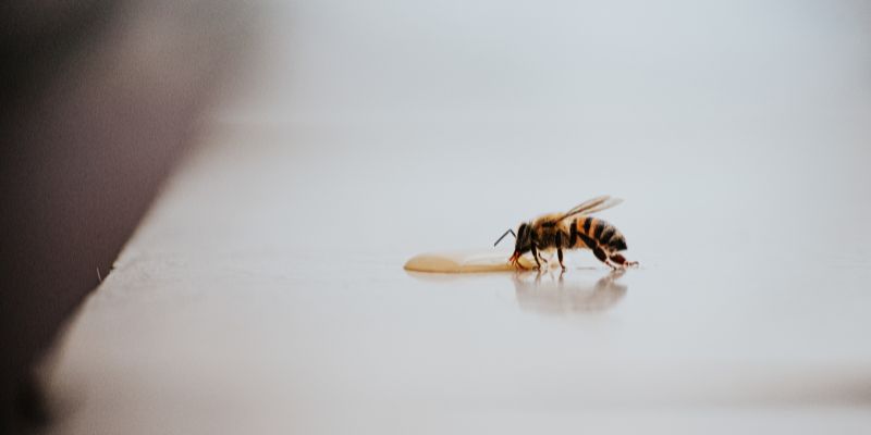 Spiritual Meaning of a Bee In Your Home