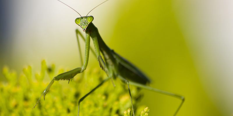 What does it mean when a praying mantis crosses your path?