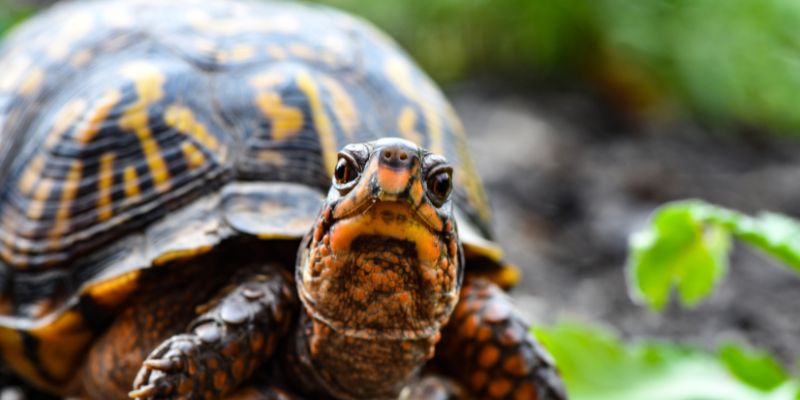 What does a turtle symbolize in different cultures?