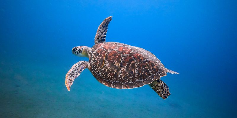 What does a sea turtle symbolize?