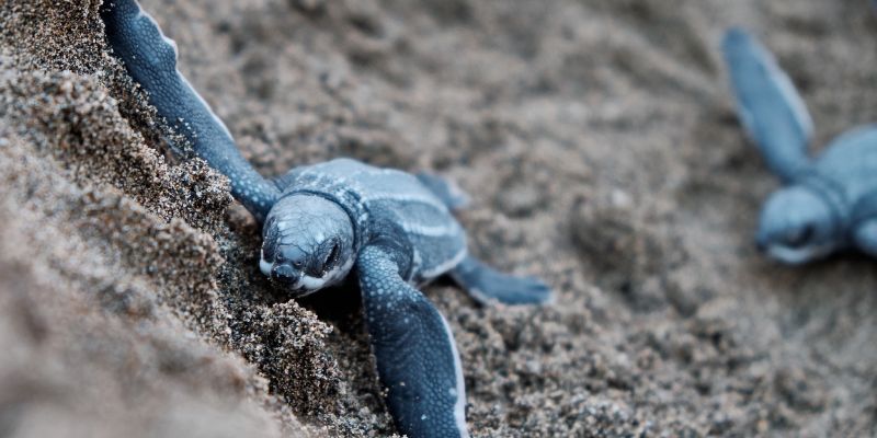 Blue Turtle Meaning