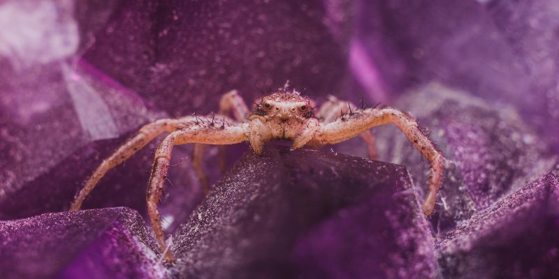 Seeing A Purple Spider Spiritual Meaning