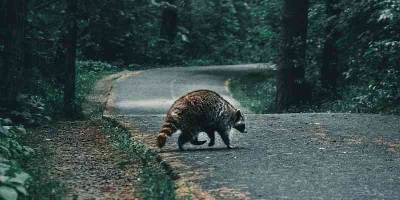 The symbolism of a raccoon crossing your path