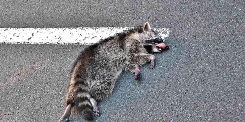 Spiritual Meaning of a Dead Raccoon