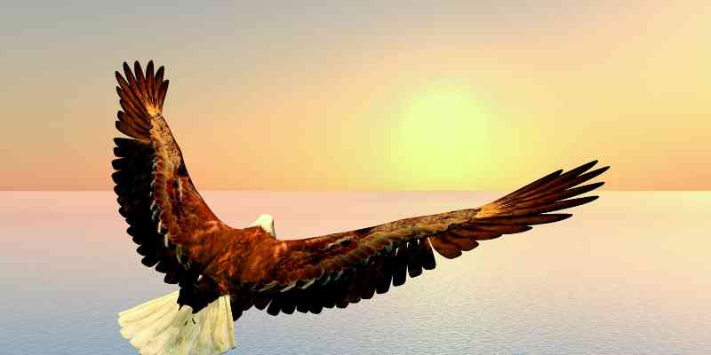 What Does Seeing an Eagle Mean Spiritually