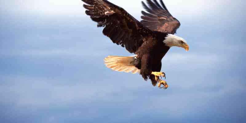 What Does It Mean To See An Eagle Flying Overhead