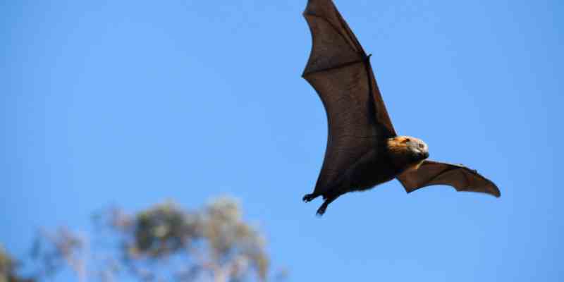 Spiritual meaning of a bat flying over you
