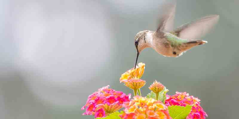 What does it mean when a hummingbird hovers in front of your face?