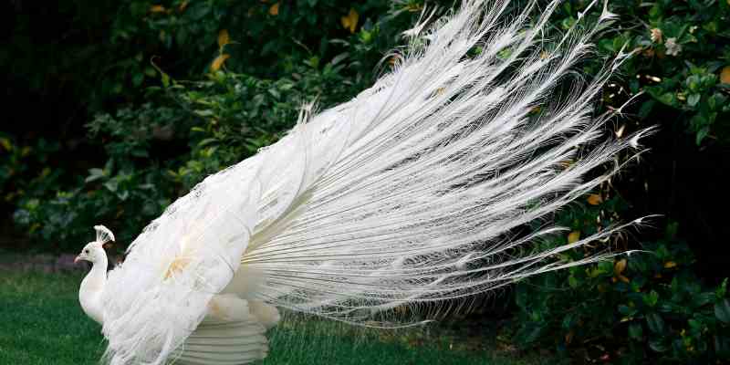 What does a white peacock symbolize and represent?