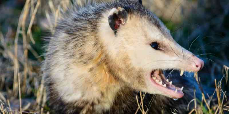 Possum Fearlessness image