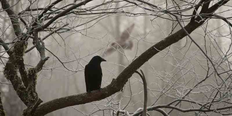 Crow Mythology and Folklore