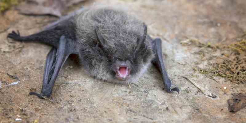 Gray bat symbolism