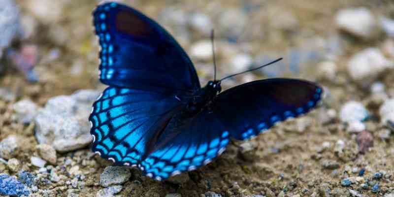 What Is the Spiritual Meaning of a Blue Butterfly?