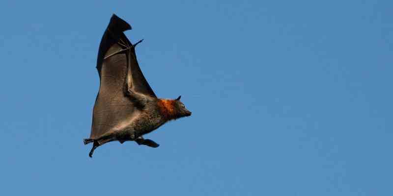 Brown bat symbolism