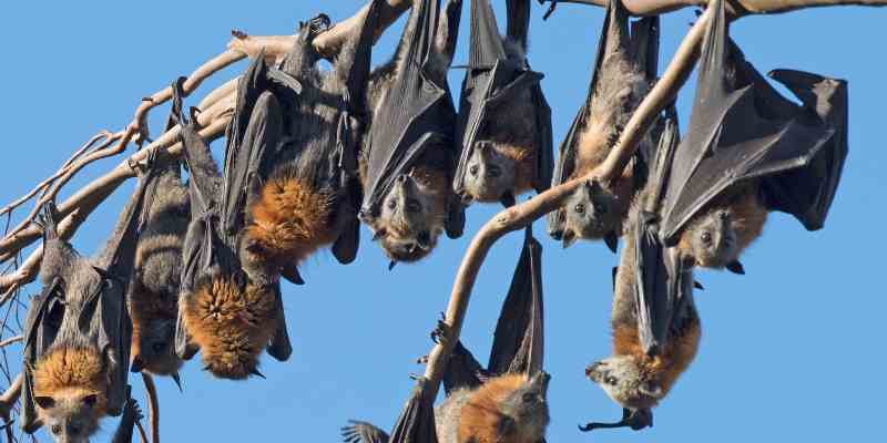 Discovering The 1 Spiritual Meaning Of Seeing A Bat During The Day 