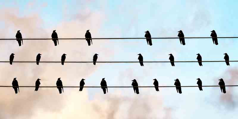 What Does It Mean When Crows Gather Around Your House?