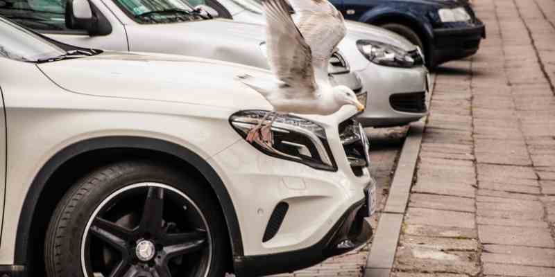 When a bird flies into your car: Possible meanings