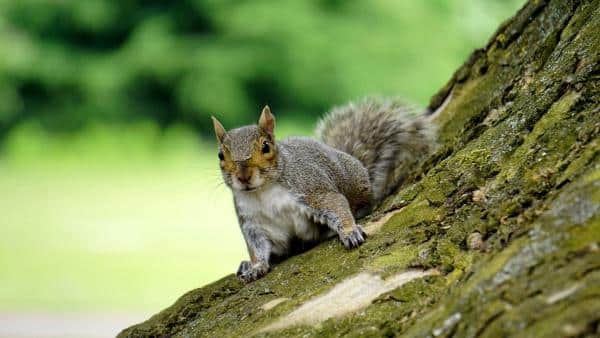 Spiritual Meaning of Running over a Squirrel: 6 meanings