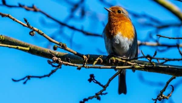 Spiritual Meaning of a Robin
