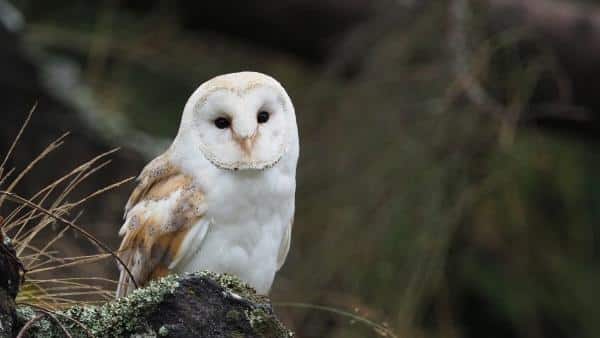 The owl as a spirit animal and its meanings