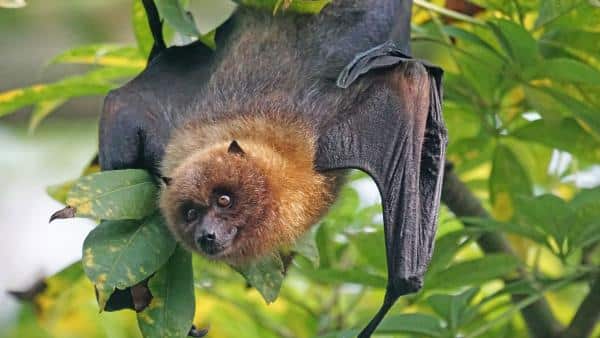 spiritual meaning of seeing a bat in a dream