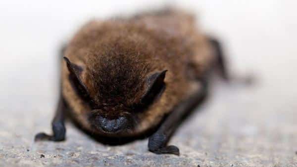 Dreams about pet bats or friendly bats: