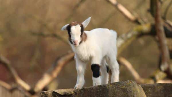 What does a goat symbolize spiritually?