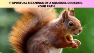 spiritual meaning of a squirrel crossing your path