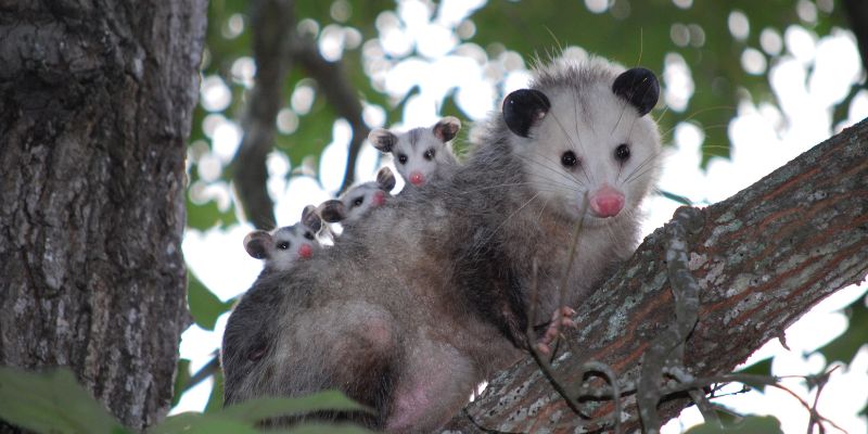 spiritual meaning of possum crossing your path