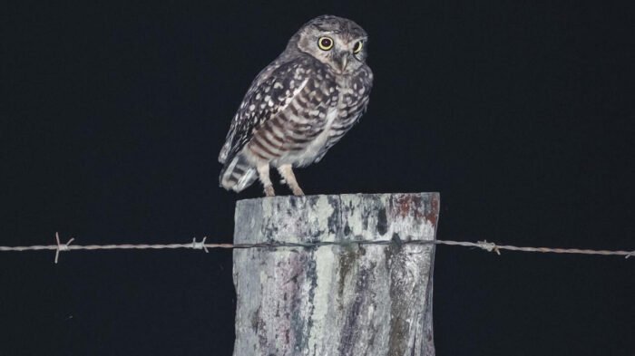 Seeing an Owl at Night spiritual meaning - Awakening State