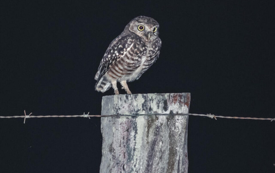 Seeing an Owl at Night spiritual meaning - Awakening State