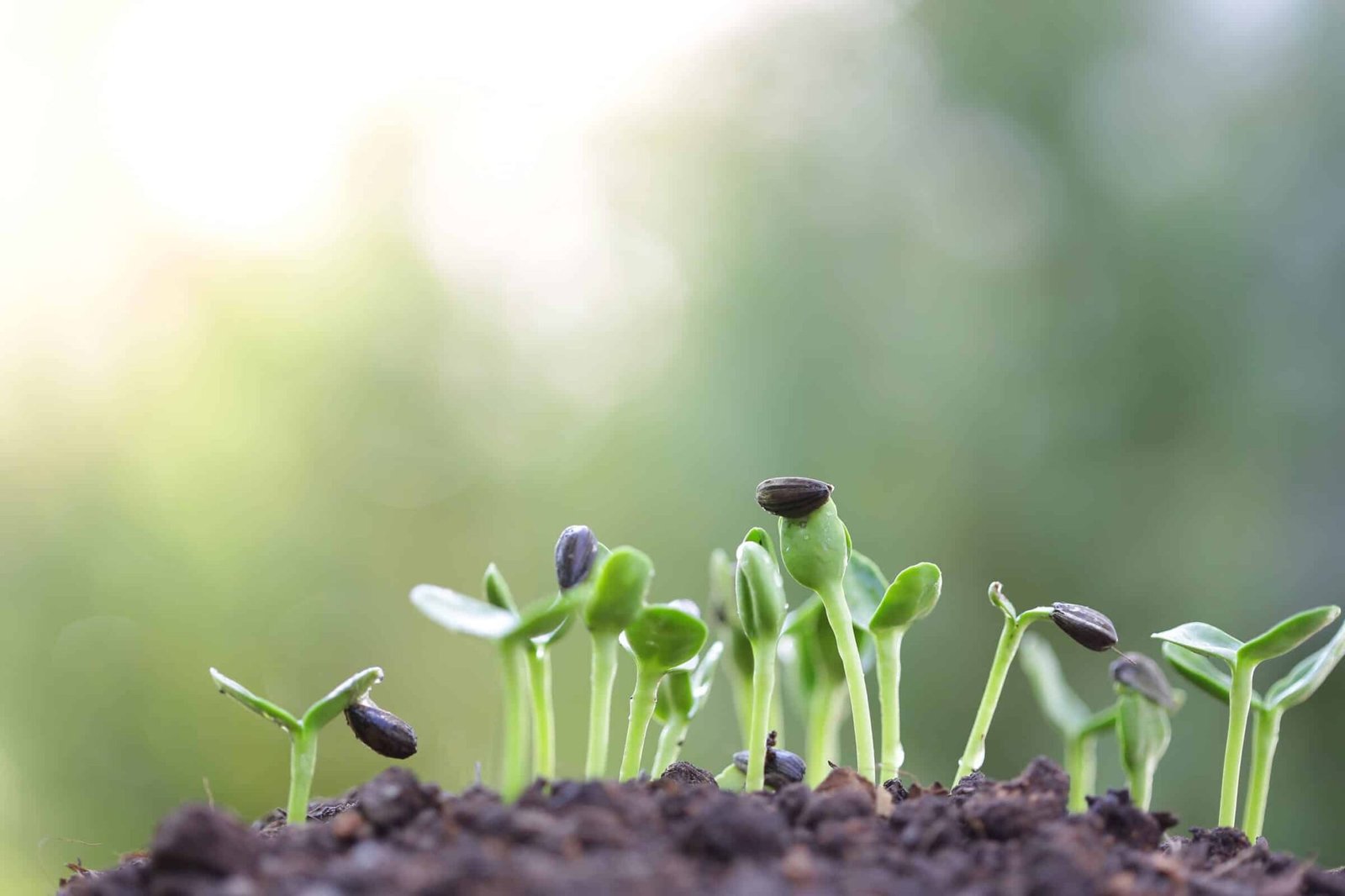 what is spiritual growth