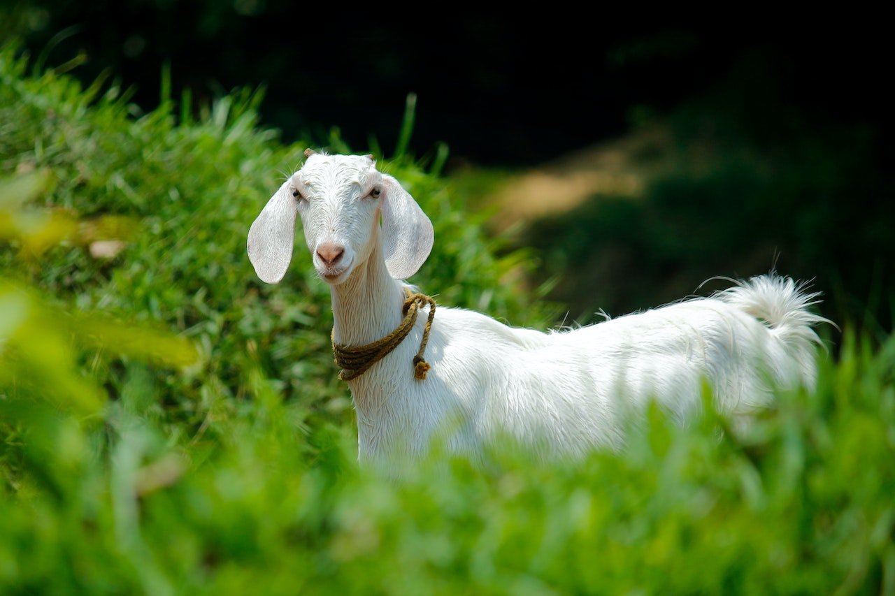 What does a goat symbolize spiritually 13 Spiritual Meanings of Goat 