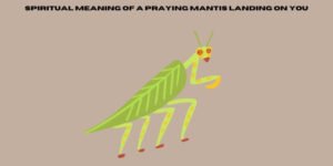 spiritual meaning of a praying mantis landing on you