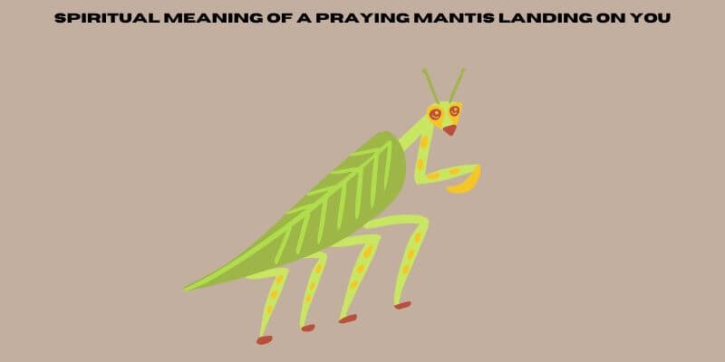 spiritual meaning of a praying mantis landing on you