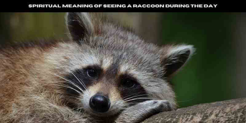 Spiritual Meaning of seeing a raccoon during the day 