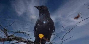 what does it mean when a crow visits you