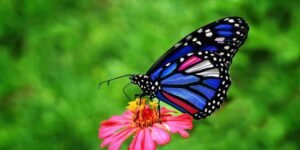 what does it mean spiritually when you keep seeing butterflies