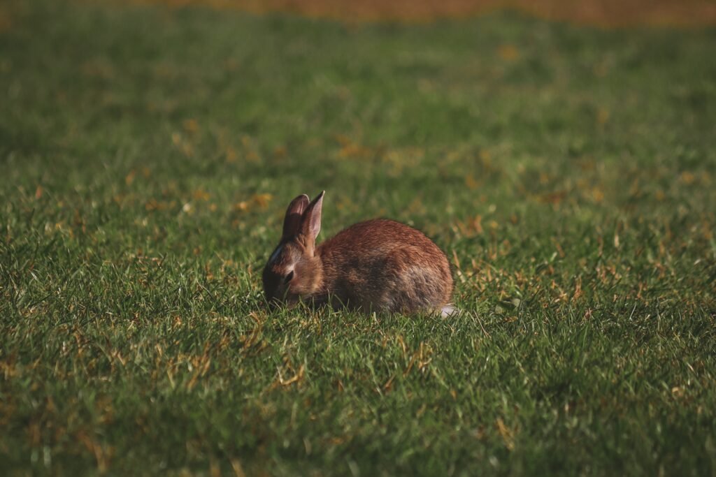 11 Spiritual Meaning Of Seeing A Brown Rabbit (It's Luck?) Bahlon