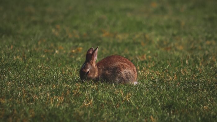 spiritual meaning of seeing a brown rabbit