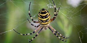 what does seeing spiders mean spiritually