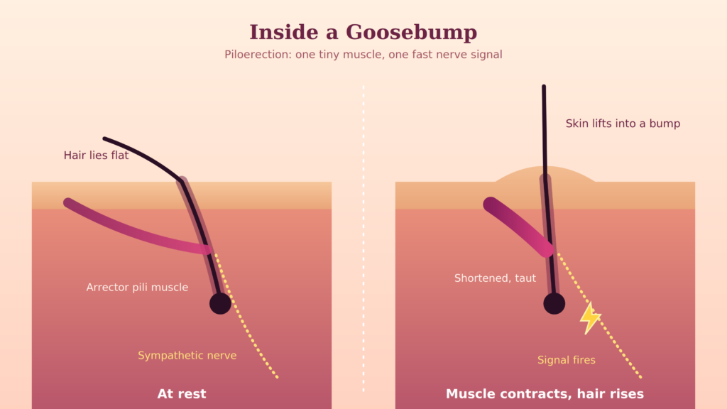 Why Do I Get Goosebumps for No Reason?